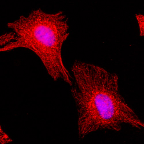 Biotin Anti-&alpha;-Tubulin Rabbit Monoclonal Antibody, Clone RM113