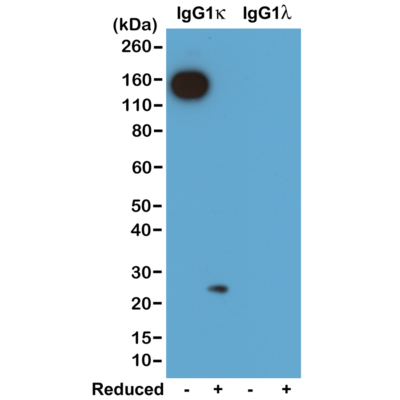 Biotin Anti-Mouse Immunoglobulin Kappa Light Chain Rabbit Monoclonal Antibody, Clone RM103