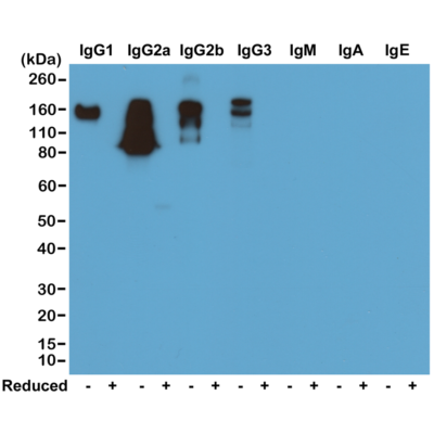 Anti-Mouse IgG Rabbit Monoclonal Antibody, Clone RM104