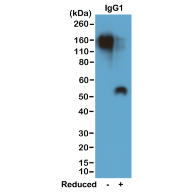 Biotin Anti-Mouse IgG1 Rabbit Monoclonal Antibody, Clone RM106