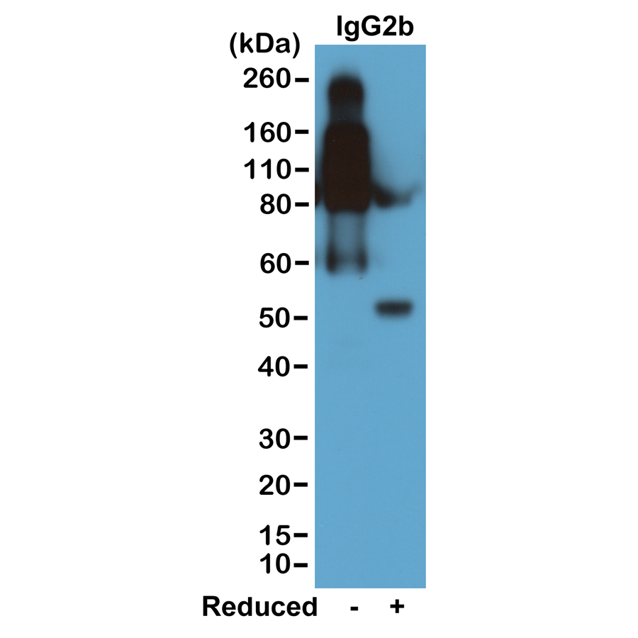 Biotin Anti-Mouse IgG2b Rabbit Monoclonal Antibody, Clone RM108