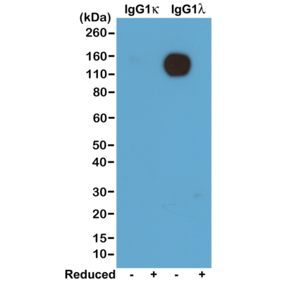 Biotin Anti-Mouse Immunoglobulin Lamda Light Chain Rabbit Monoclonal Antibody, Clone RM110