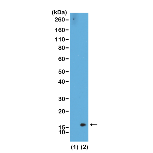 Anti-Dimethyl-Histone H3 (Lys36) Rabbit Monoclonal Antibody, Clone RM141
