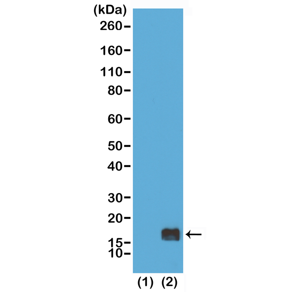 Anti-Monomethyl-Histone H3 (Lys9) Rabbit Monoclonal Antibody, Clone RM150