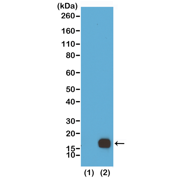 Anti-Dimethyl-Histone H3 (Lys9) Rabbit Monoclonal Antibody, Clone RM151