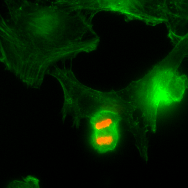 Anti-Phospho-Histone H3 (Thr3) Rabbit Monoclonal Antibody, Clone RM159