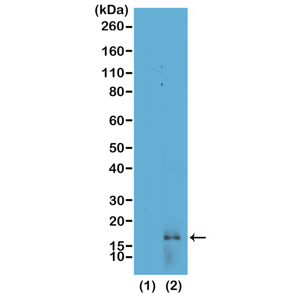 Anti-Dimethyl-Histone H3 (Lys14) Rabbit Monoclonal Antibody, Clone RM165
