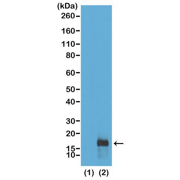 Anti-Dimethyl-Histone H3 (Lys79) Rabbit Monoclonal Antibody, Clone RM181