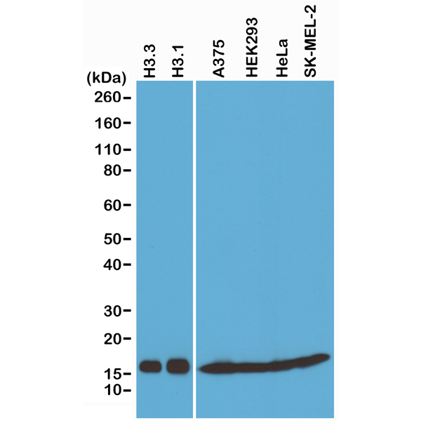 Anti-Histone H3 Pan Rabbit Monoclonal Antibody, Clone RM188