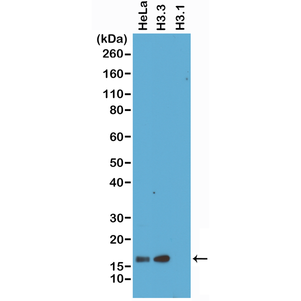 Anti-Histone H3.3 Rabbit Monoclonal Antibody, Clone RM190