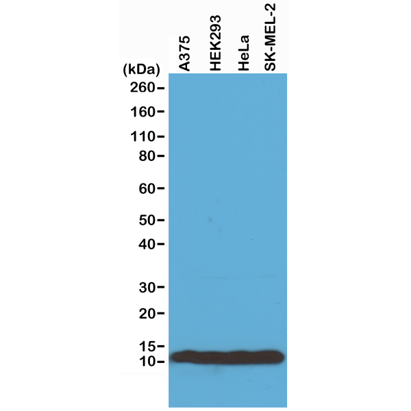 Anti-Histone H4 Rabbit Monoclonal Antibody, Clone RM212