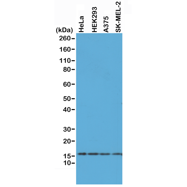 Anti-Histone H2AX Rabbit Monoclonal Antibody, Clone RM214