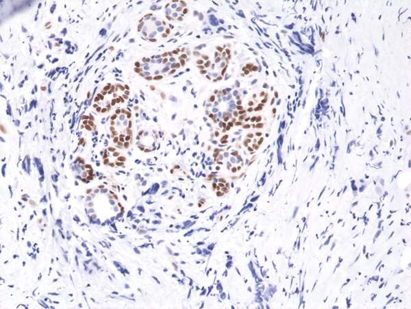 Anti-Phospho-Stat3 (Tyr705) Rabbit Monoclonal Antibody, Clone RM261
