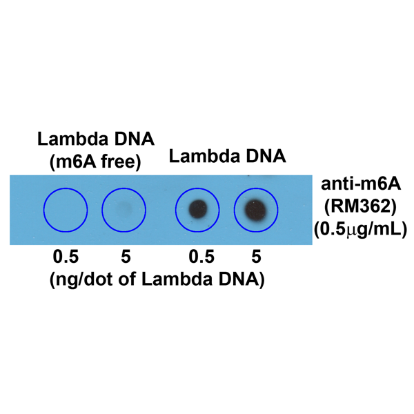 Anti-N6-Methyladenosine (m6A) Rabbit Monoclonal Antibody, Clone RM362