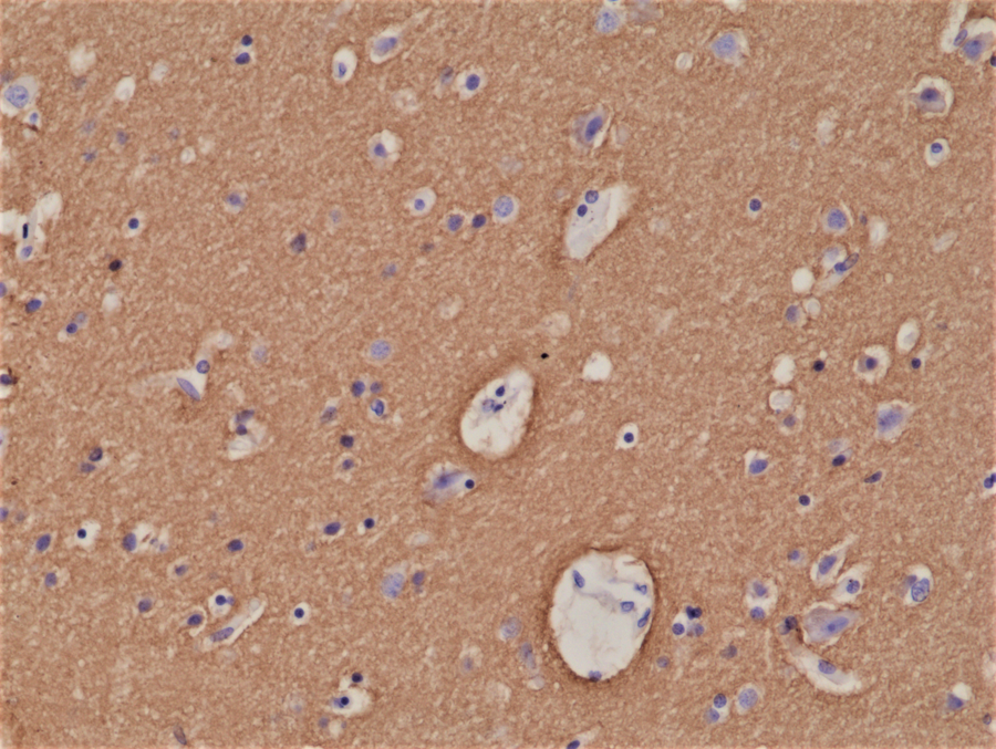 Anti-Syntaxin-1A Rabbit Monoclonal Antibody, Clone RM367