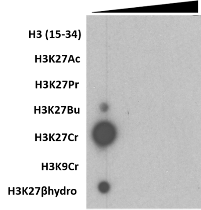 Anti-Crotonyl-Histone H3 (Lys27) Rabbit Monoclonal Antibody, Clone RM401