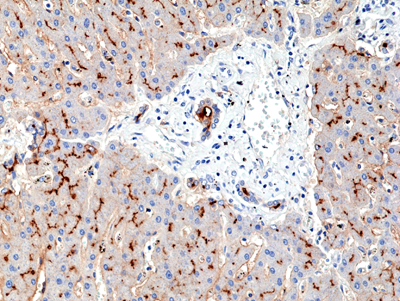 Anti-CD13 Rabbit Monoclonal Antibody, Clone RM403