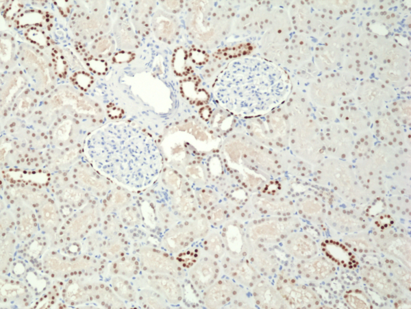 Anti-Paired box protein Pax-8 Rabbit Monoclonal Antibody, Clone RM436