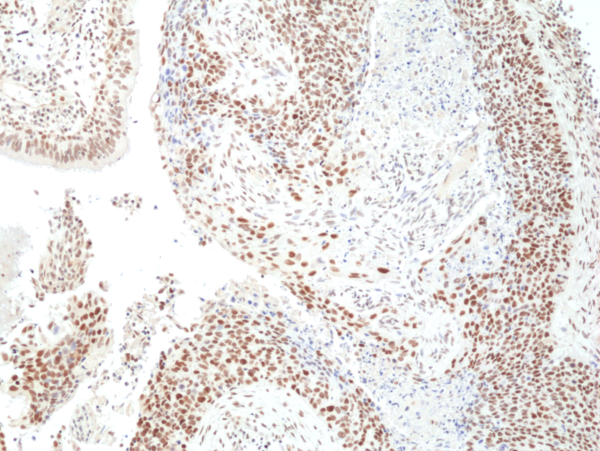 Anti-HDAC3 Rabbit Monoclonal Antibody, Clone RM439