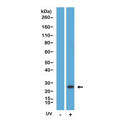 Anti-Cleaved Caspase 8 Rabbit Monoclonal Antibody, Clone RM442