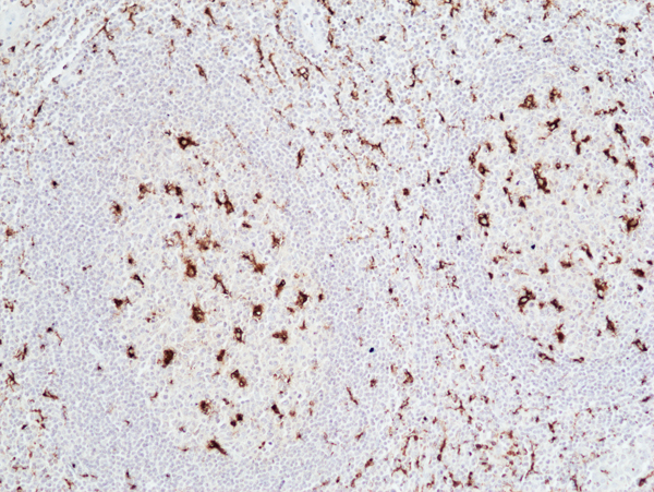 Anti-CD68 Rabbit Monoclonal Antibody, Clone RM496