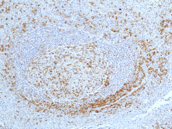 Anti-CD27 (TNFRSF7) Rabbit Monoclonal Antibody, Clone RM501