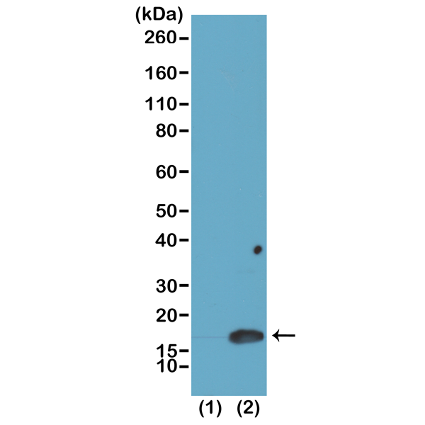 Anti-Dimethyl-Histone H3 (Lys4) Rabbit Monoclonal Antibody, Clone RM135