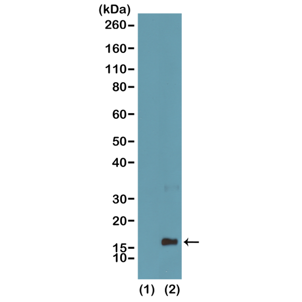 Anti-Monomethyl-Histone H3 (Lys4) Rabbit Monoclonal Antibody, Clone RM140