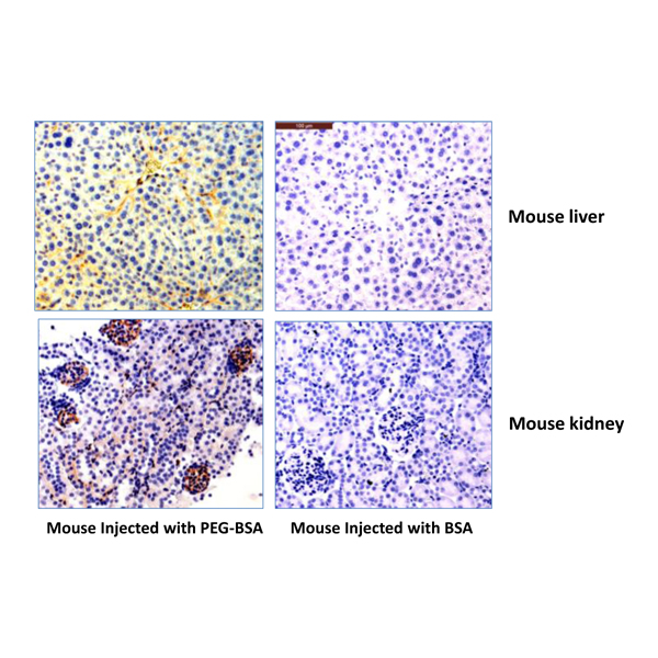 Anti-PEG (methoxy group) Rabbit Monoclonal Antibody, Clone RM105